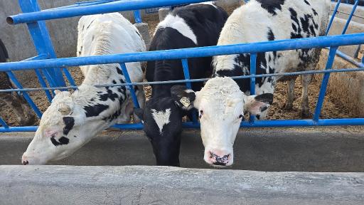 عکس آسیاب غفاری قم دامشهر