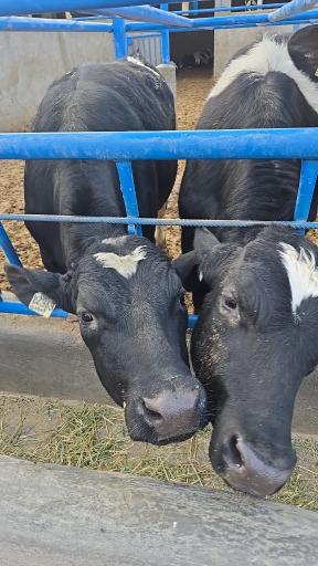 عکس آسیاب غفاری قم دامشهر