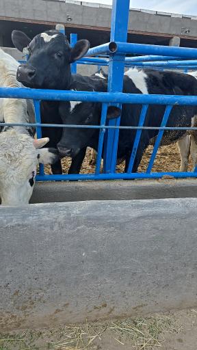 عکس آسیاب غفاری قم دامشهر