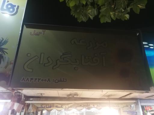 عکس مزرعه آفتابگردان