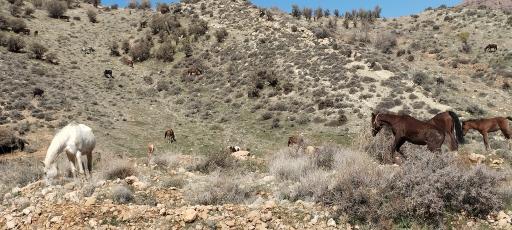 عکس پارک کوهستانی دراک