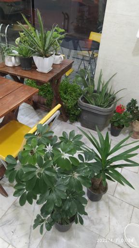 عکس سلطان کافی