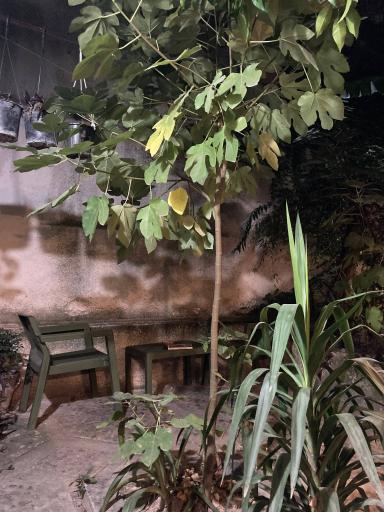 عکس cafe masroor کافه مسرور