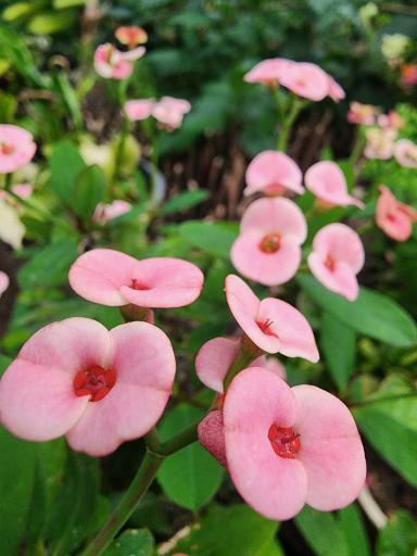 عکس گلخانه سروناز