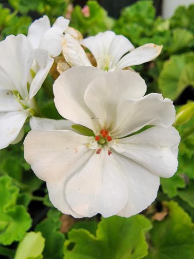 عکس گلخانه سروناز