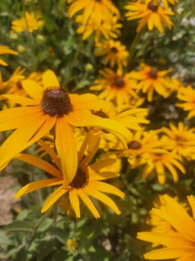 گلخانه سروناز