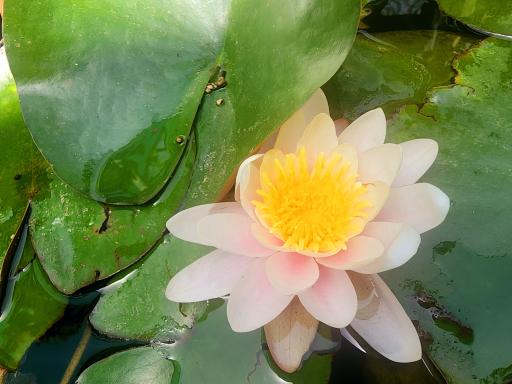 عکس گلخانه سروناز