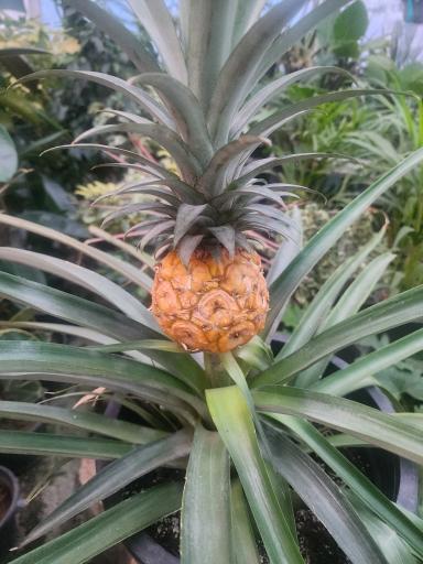 گلخانه سروناز