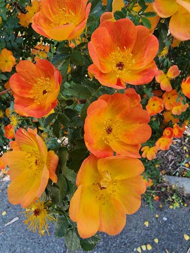 عکس گلخانه سروناز