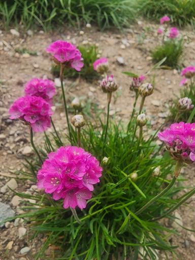 عکس گلخانه سروناز