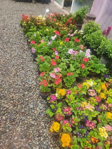 عکس گلخانه سروناز