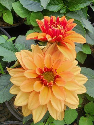 عکس گلخانه سروناز