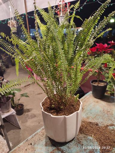 عکس گلخانه باغبان