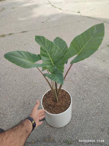 عکس گلخانه باغبان