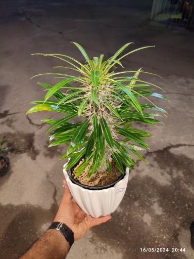 عکس گلخانه باغبان