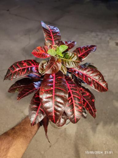 عکس گلخانه باغبان