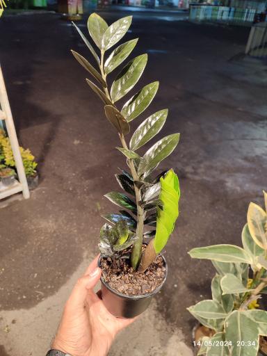 عکس گلخانه باغبان