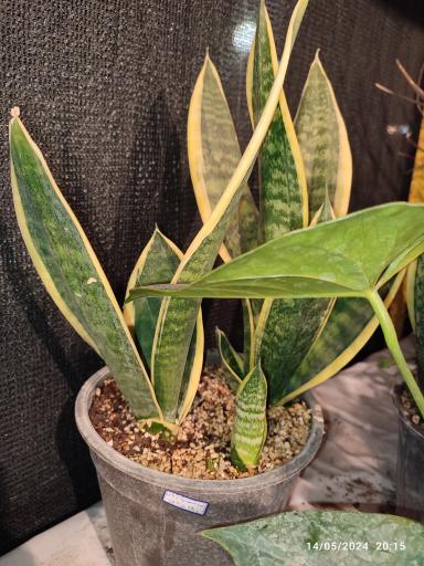 عکس گلخانه باغبان