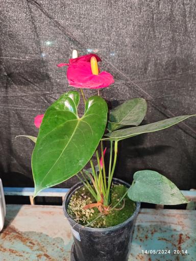 عکس گلخانه باغبان