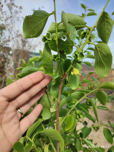 عکس گلخانه باغبان