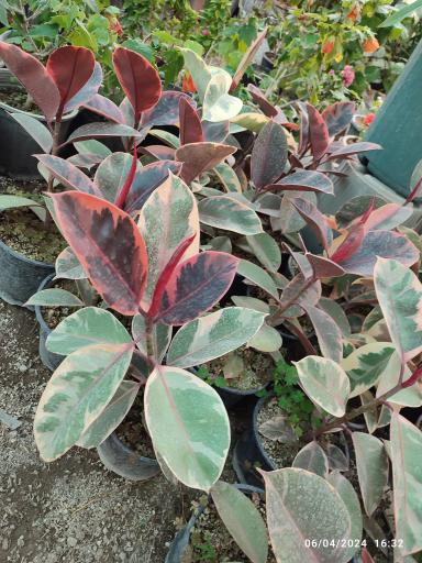 عکس گلخانه باغبان