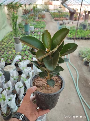 عکس گلخانه باغبان