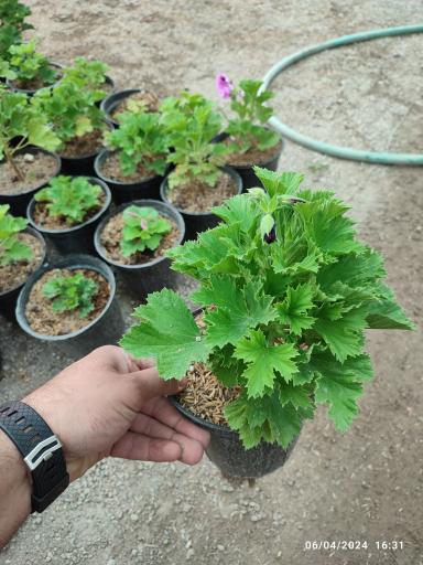 عکس گلخانه باغبان