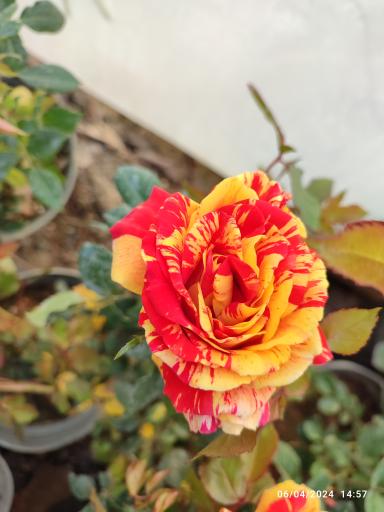 عکس گلخانه باغبان