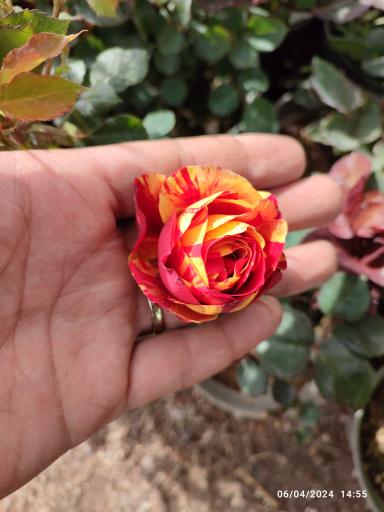 عکس گلخانه باغبان