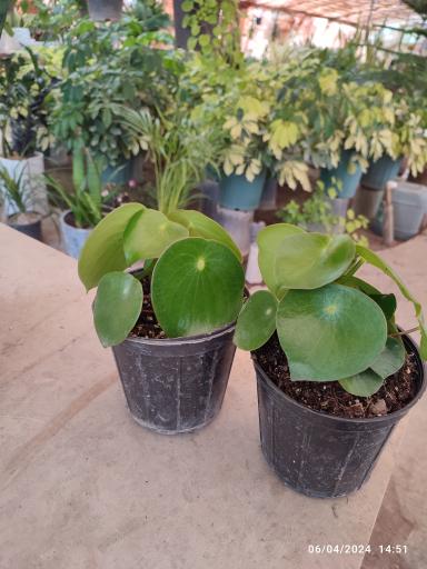 عکس گلخانه باغبان