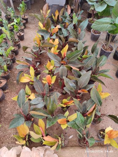 عکس گلخانه باغبان