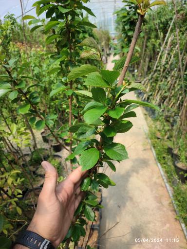 عکس گلخانه باغبان