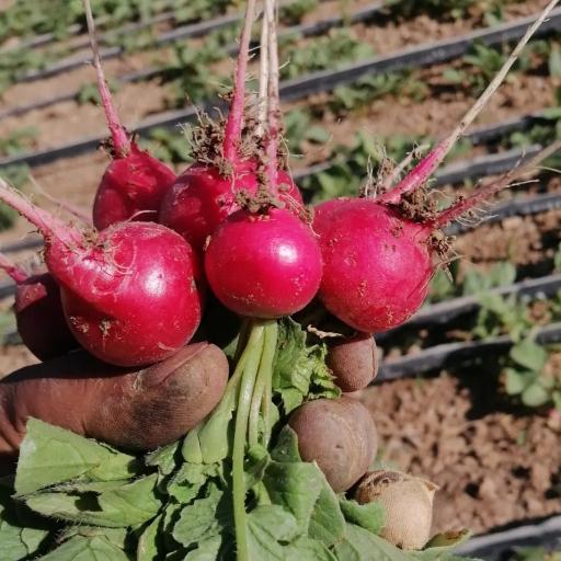 عکس سبزی فروشی محله 