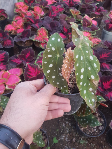 عکس گلخانه باغبان