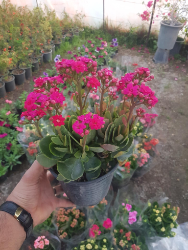 عکس گلخانه باغبان