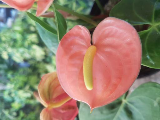 عکس گلخانه باغبان