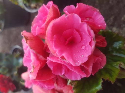 عکس گلخانه باغبان