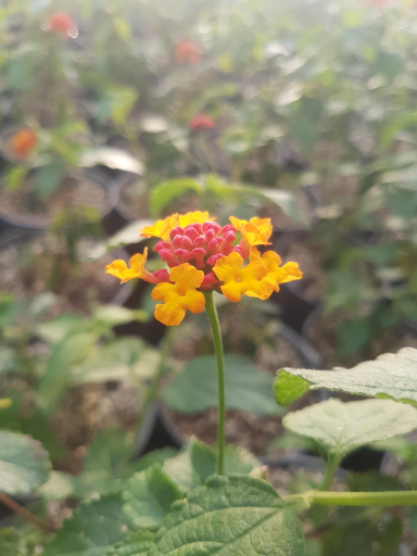 عکس گلخانه باغبان