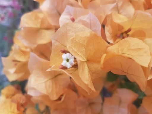 عکس گلخانه باغبان