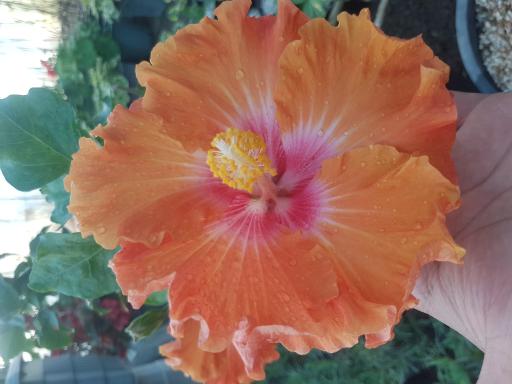 عکس گلخانه باغبان