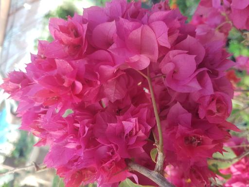 عکس گلخانه باغبان