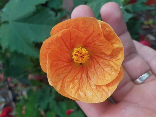 عکس گلخانه باغبان