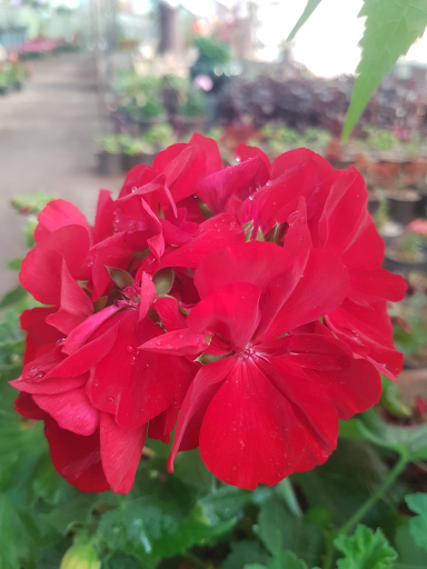 عکس گلخانه باغبان