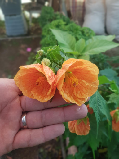 عکس گلخانه باغبان