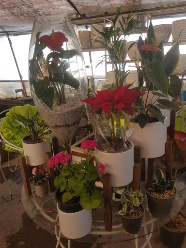 عکس گلخانه باغبان