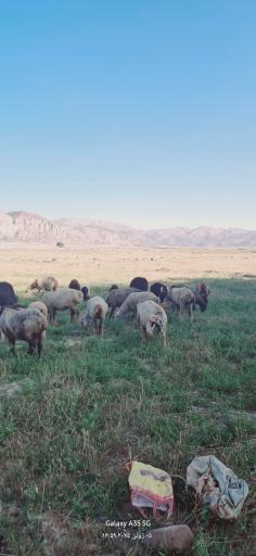 عکس دشت ارژن