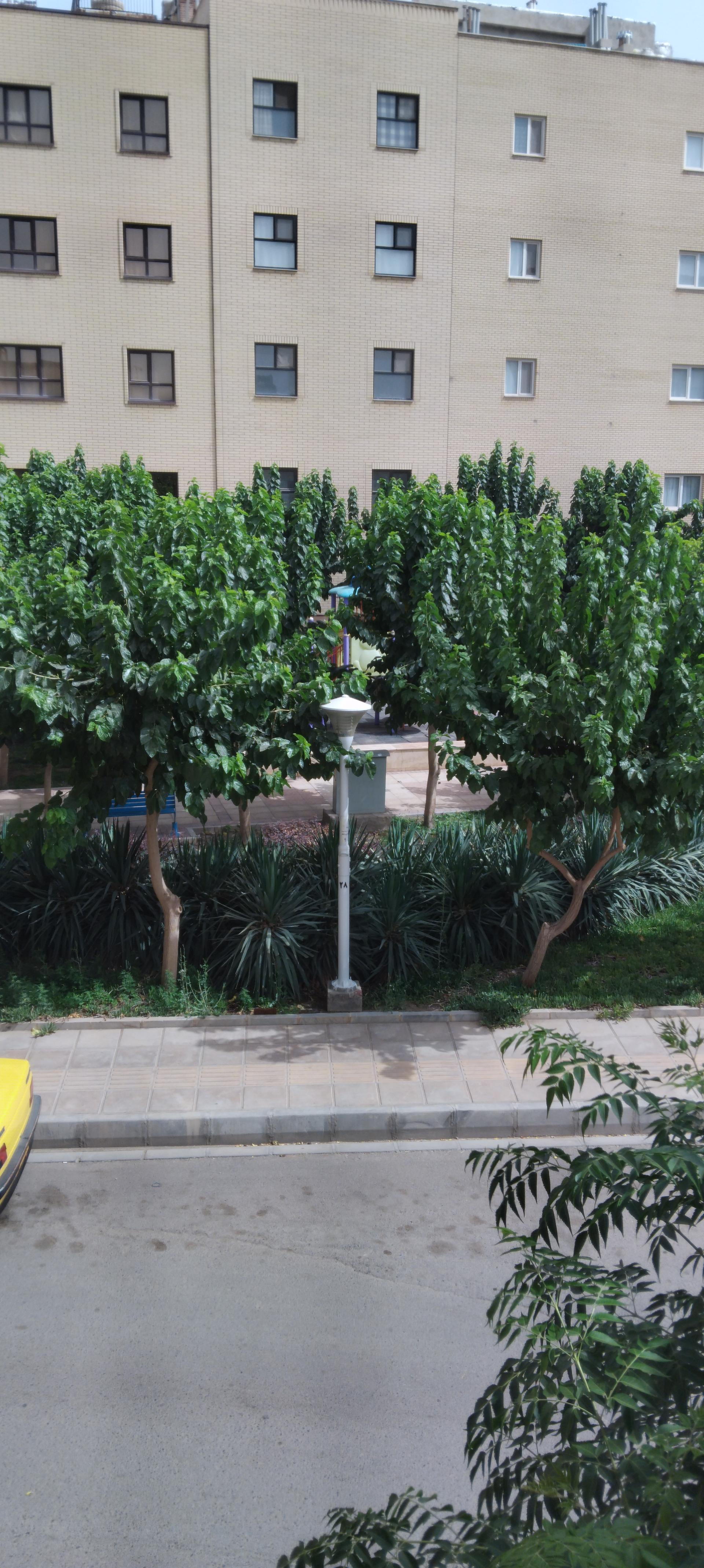 عکس بوستان پیروزی