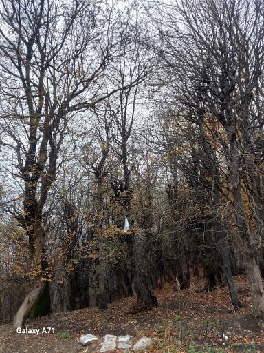 عکس روستای نقله بر