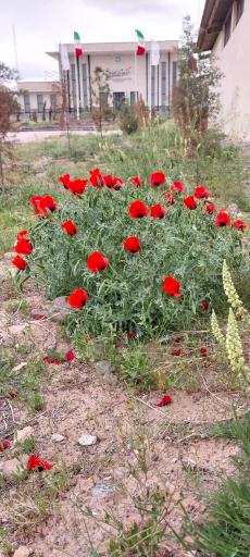 عکس دانشگاه زنجان