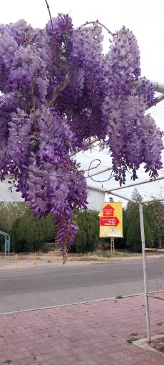 عکس دانشگاه زنجان